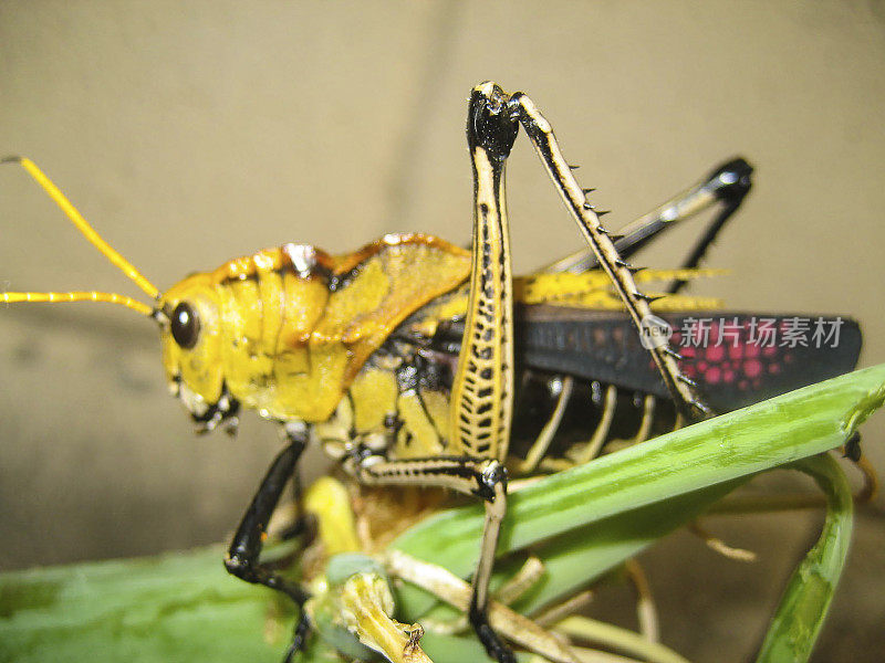 色彩缤纷的蝗虫昆虫热带花园靠近La Ceiba Atlantida洪都拉斯